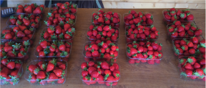 table de fraises