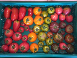 tomates anciennes et rouges