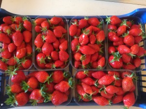 barquettes de fraises